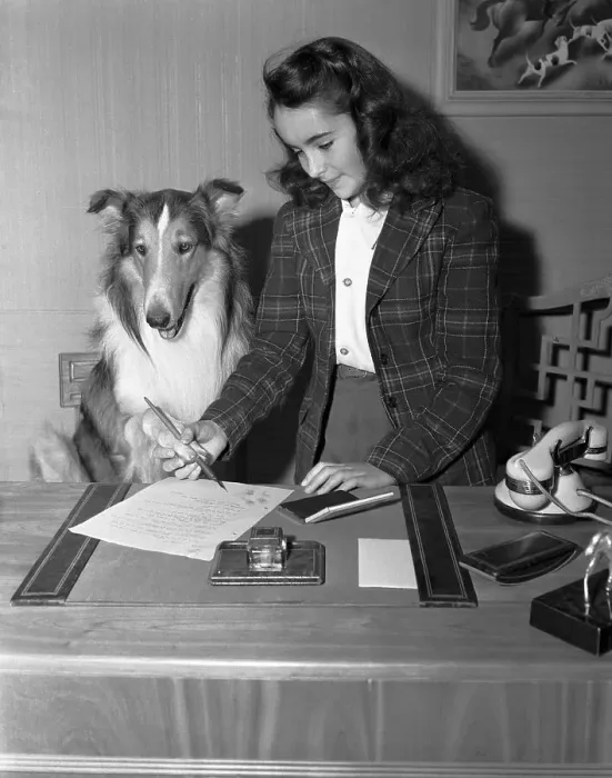 Framed Print : Elizabeth Taylor and Lassie Framed Print : Elizabeth Taylor and Lassie