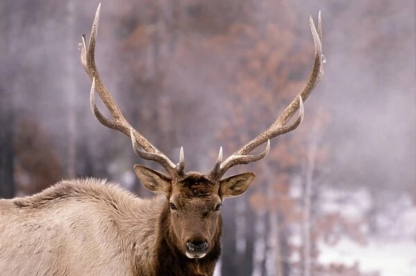 Elk bull (Cervus elaphus), Yellowstone NP, Wyoming, USA