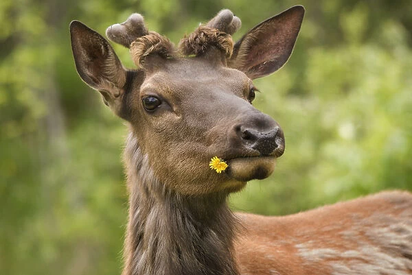 Elk (Cervus Canadensis) With Dandelion In Its Mouth In Prince Albert National Park