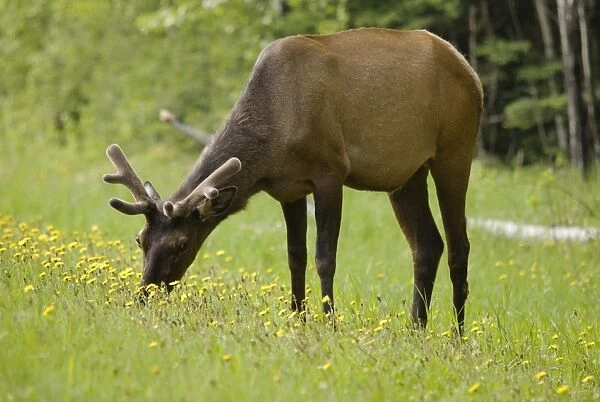 Elk (Cervus Canadensis) Grazing On Wildflowers In Prince Albert National Park
