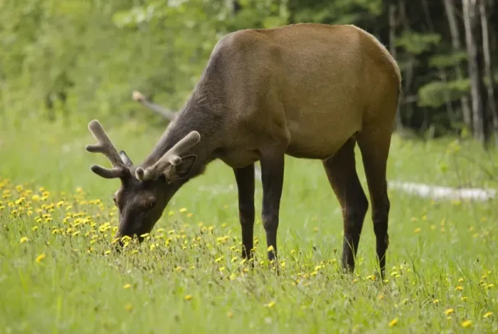 Framed Print : Elk (Cervus Canadensis) Grazing On Wildflowers In Prince Albert National Park