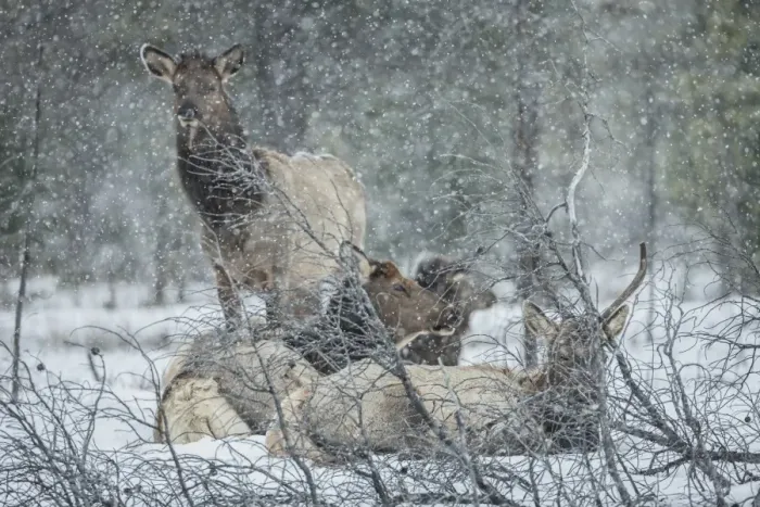 Framed Print : Elk (cervus canadensis) in snow, Jasper National Park Framed Print : Elk (cervus canadensis) in snow, Jasper National Park