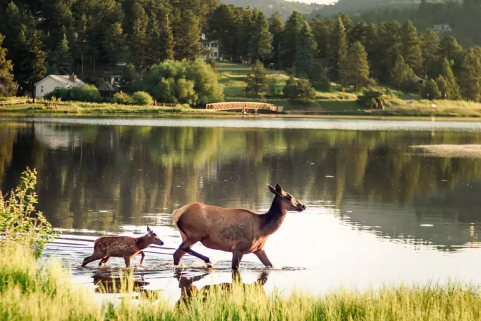 Framed Print : Elk Crossing Framed Print : Elk Crossing