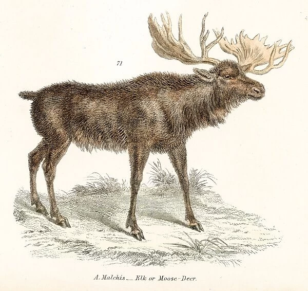 Elk engraving 1803