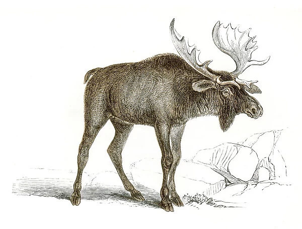 Elk engraving 1851