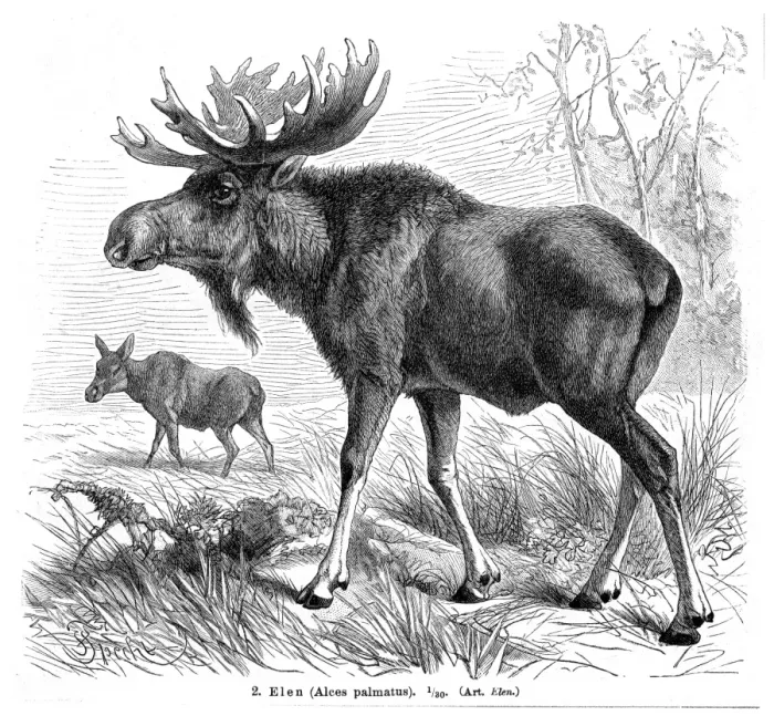 Framed Print : Elk engraving 1896 Framed Print : Elk engraving 1896