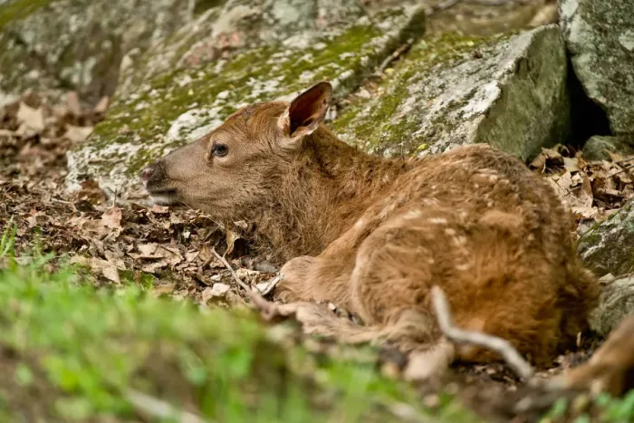Framed Print : Elk Fawn. A very young Elk is lying on the ground Framed Print : Elk Fawn. A very young Elk is lying on the ground