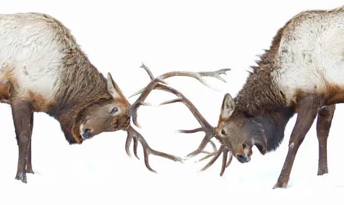 Framed Print : Elk Fighting Framed Print : Elk Fighting