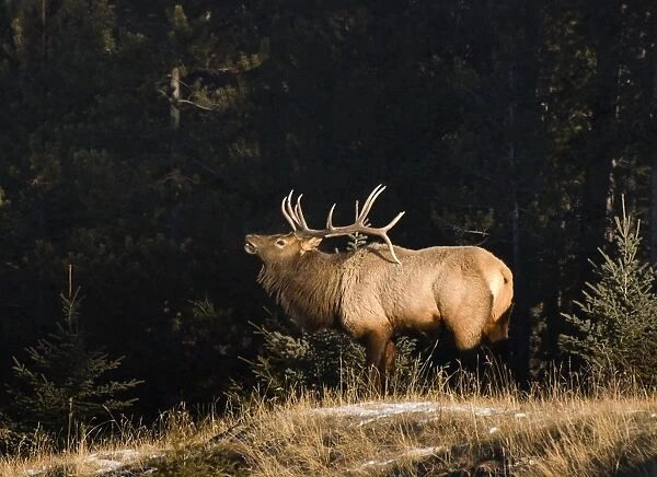 Elk in forest, Banff National Park, Alberta, Canada