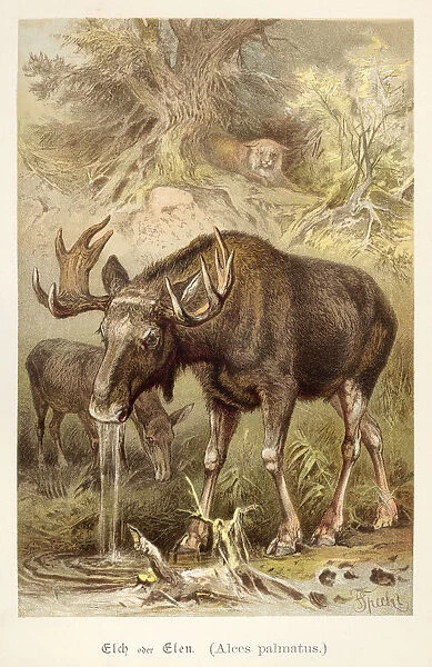 Elk illustration 1888