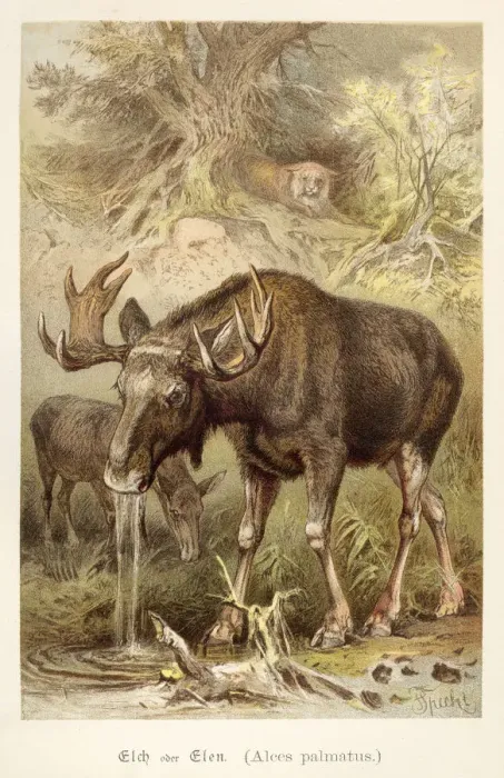 Framed Print : Elk illustration 1888 Framed Print : Elk illustration 1888