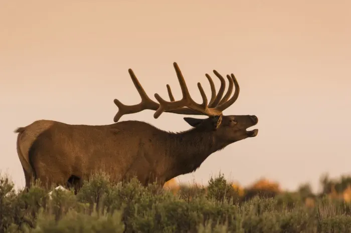 Framed Print : Elk In velvet on hill in Yellowstone Framed Print : Elk In velvet on hill in Yellowstone