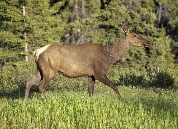 Elk, wapiti -Cervus canadensis-, female, cow, Yukon Territory, Canada