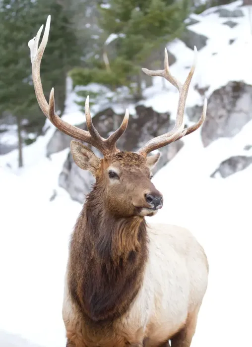 Framed Print : Elk in winter Framed Print : Elk in winter