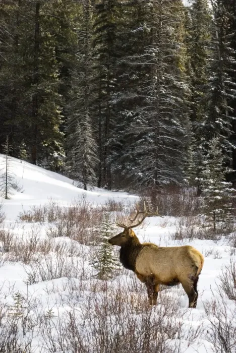 Framed Print : Elk in winter forest, Banff National Park, Alberta, Canada Framed Print : Elk in winter forest, Banff National Park, Alberta, Canada