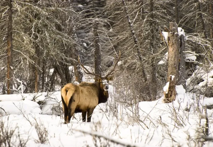 Framed Print : Elk in winter forest, Banff National Park, Alberta, Canada Framed Print : Elk in winter forest, Banff National Park, Alberta, Canada