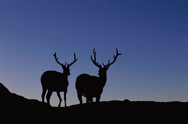 Elks in Silhouette, Rocky Mountain National Park