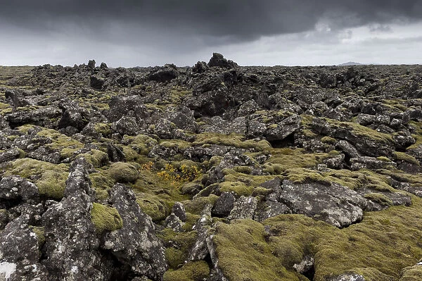 Elongate Rock Moss -Niphotrichum elongatum- growing in a lava field, Reykjanesskagi, Southern Peninsula or Reykjanes, Iceland