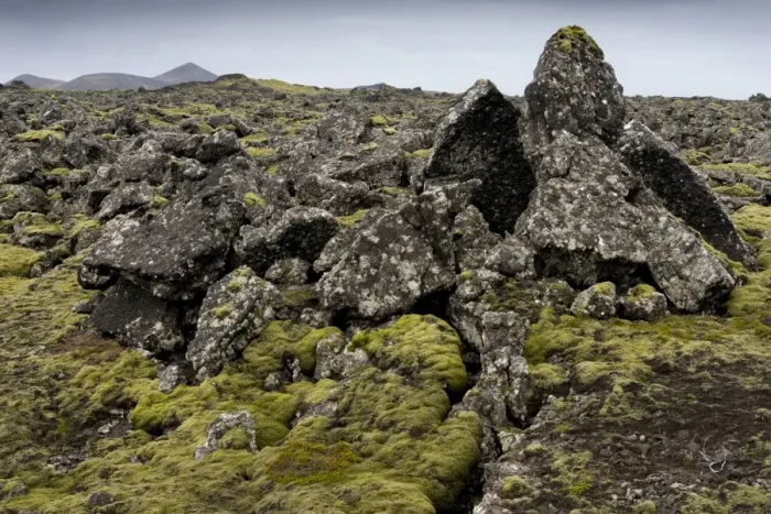 Framed Print : Elongate Rock Moss -Niphotrichum elongatum- growing in a lava field, Reykjanesskagi, Southern Peninsula or Reykjanes, Iceland Framed Print : Elongate Rock Moss -Niphotrichum elongatum- growing in a lava field, Reykjanesskagi, Southern Peninsula or Reykjanes, Iceland