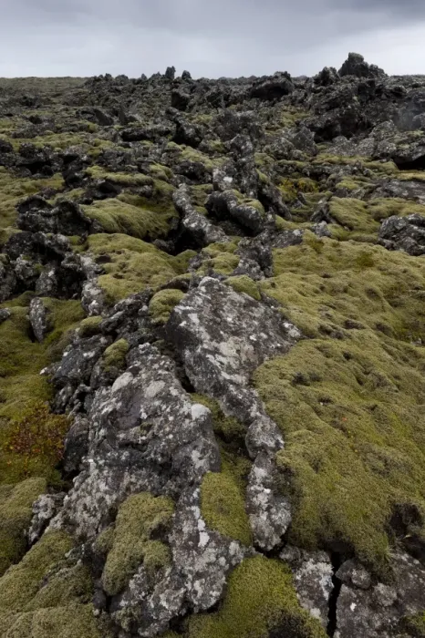 Framed Print : Elongate Rock Moss -Niphotrichum elongatum- growing in a lava field, Reykjanesskagi, Southern Peninsula or Reykjanes, Iceland