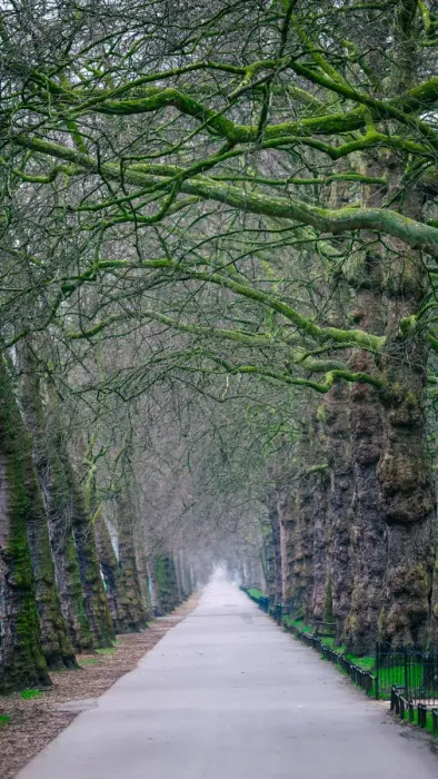 Framed Print : Elongated. St Jamess Park, London, UK. Mar 12, 2017 Framed Print : Elongated. St Jamess Park, London, UK. Mar 12, 2017