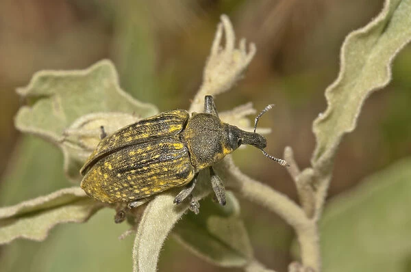 Elongated Bean Weevil or Snout Beetle -Lixus algirus-, Palaiokastro, Serres, Macedonia, Greece