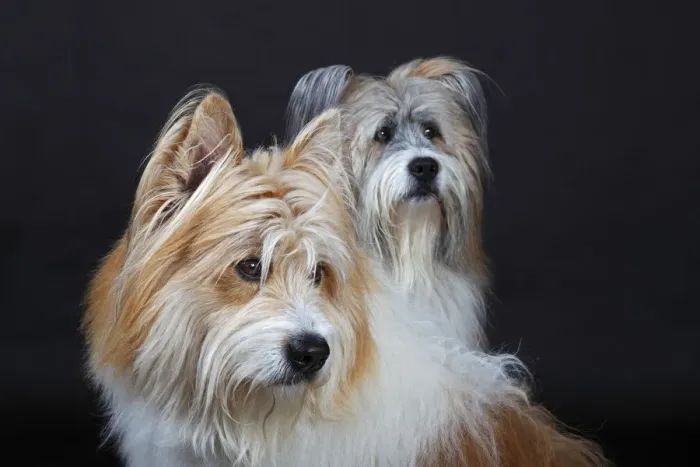 Framed Print : Two Elos, male, portrait Framed Print : Two Elos, male, portrait