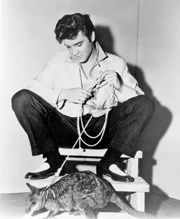Framed Print : Elvis Presley with a kangaroo for Jailhouse Rock Framed Print : Elvis Presley with a kangaroo for Jailhouse Rock