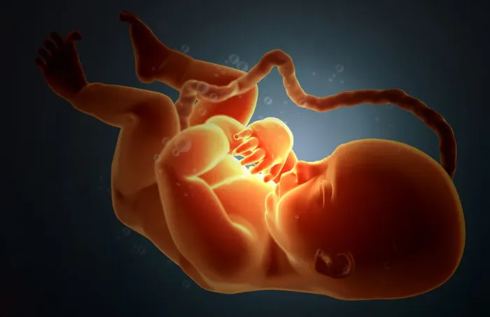Framed Print : Embryonic development Framed Print : Embryonic development
