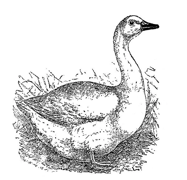 Emden goose