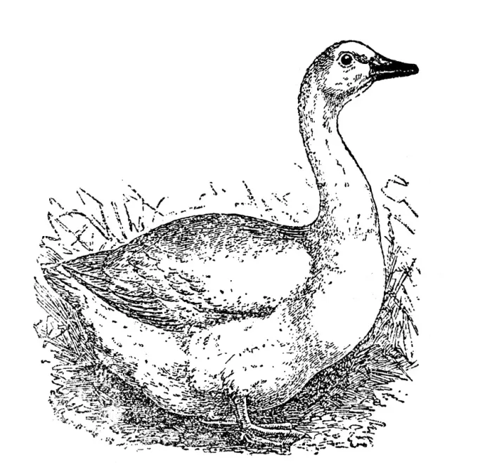 Framed Print : Emden goose