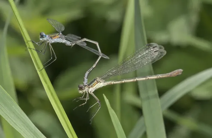 Framed Print : Emerald Damselflies -Lestes sponsa-, couple, Baden-Wurttemberg, Germany Framed Print : Emerald Damselflies -Lestes sponsa-, couple, Baden-Wurttemberg, Germany