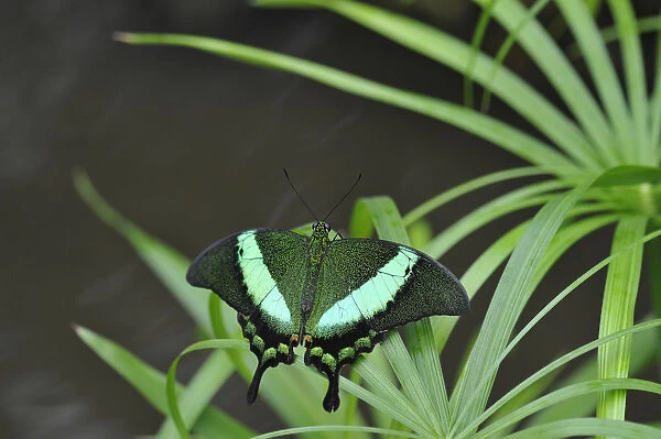 Emerald Swallowtail -Papilio Palinurus-, Malaysia, Philippines