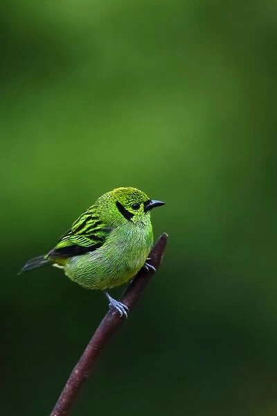 Emerald tanager