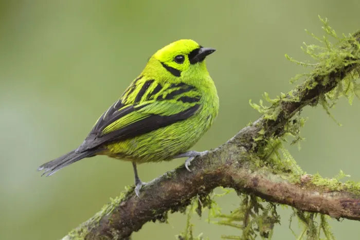 Framed Print : Emerald Tanager Framed Print : Emerald Tanager