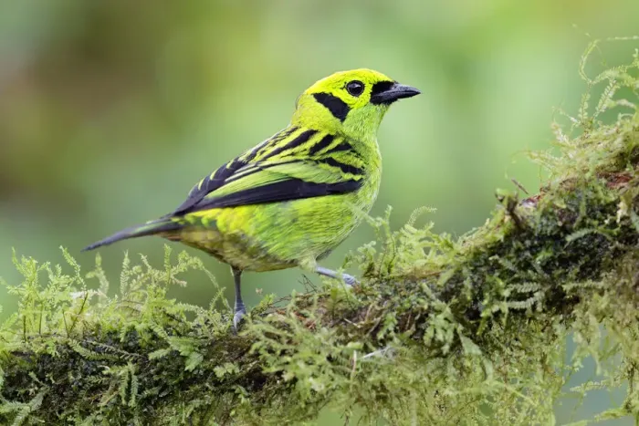 Framed Print : Emerald Tanager Framed Print : Emerald Tanager