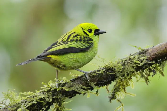 Framed Print : Emerald Tanager