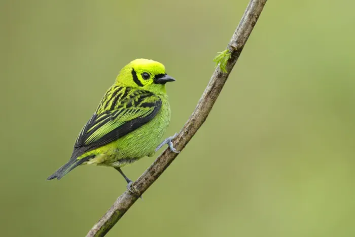Framed Print : Emerald Tanager Framed Print : Emerald Tanager