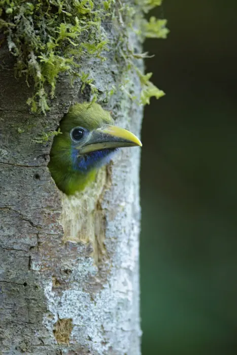 Framed Print : Emerald Toucanet Framed Print : Emerald Toucanet