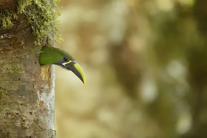 Framed Print : Emerald Toucanet Framed Print : Emerald Toucanet