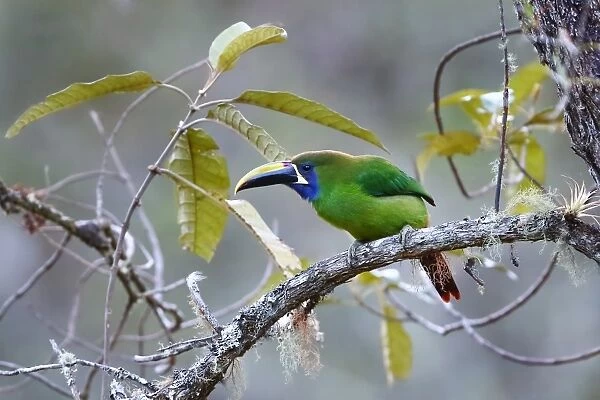 Emerald Toucanet (Aulacorhynchus prasinus) Costa Rica