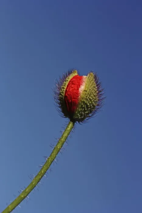 Framed Print : Emerging poppy bud -Papaver sp. - Framed Print : Emerging poppy bud -Papaver sp. -