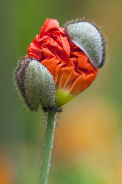 Framed Print : Emerging poppy bud -Papaver sp. -, Mainau Island, Lake Constance, Baden-Wuerttemberg, Germany, Europe Framed Print : Emerging poppy bud -Papaver sp. -, Mainau Island, Lake Constance, Baden-Wuerttemberg, Germany, Europe