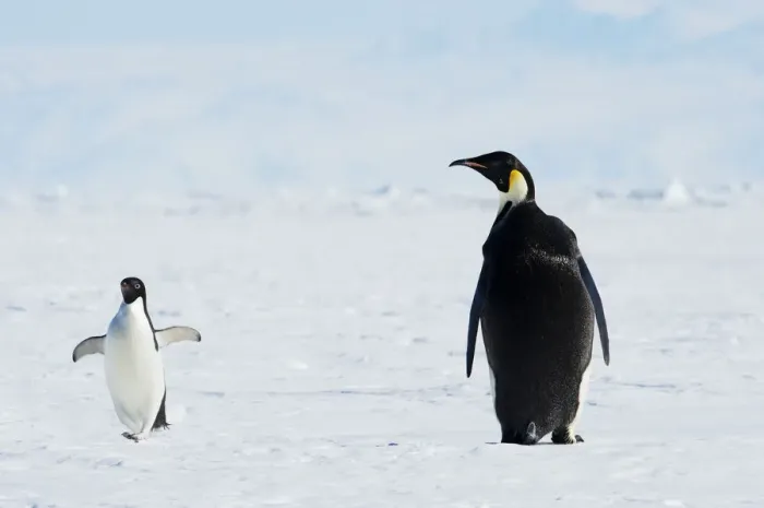 Framed Print : Emperor and AdA lie Penguins, Antarctica Framed Print : Emperor and AdA lie Penguins, Antarctica