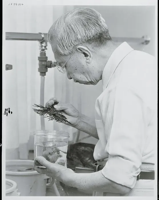 Framed Print : Emperor Hirohito Examining Seaweed