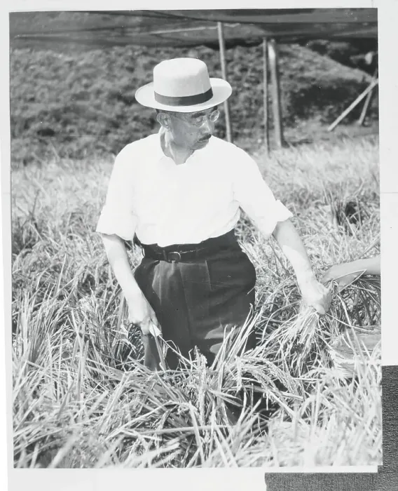 Framed Print : Emperor Hirohito Harvesting Rice Framed Print : Emperor Hirohito Harvesting Rice