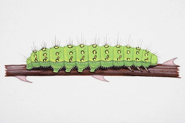 Emperor Moth (Pavonia pavonia), caterpillar on narrow stem
