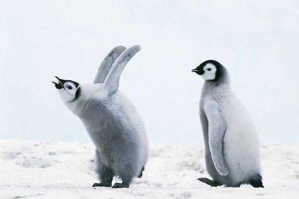 Emperor penguin -Aptenodytes forsteri- chicks, Weddell Sea, Antarctica