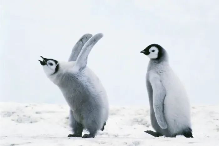 Framed Print : Emperor penguin -Aptenodytes forsteri- chicks, Weddell Sea, Antarctica Framed Print : Emperor penguin -Aptenodytes forsteri- chicks, Weddell Sea, Antarctica
