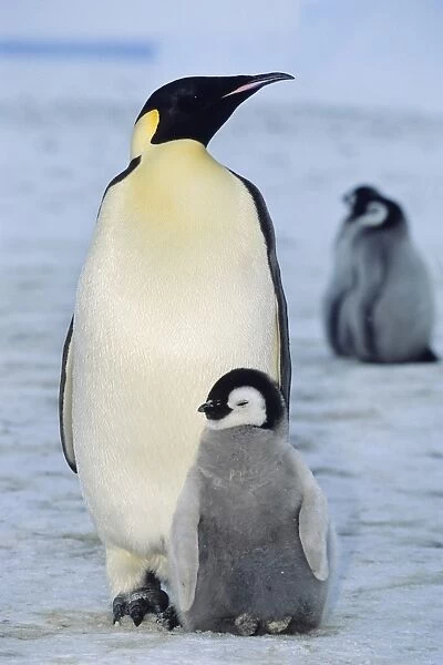 Emperor penguin -Aptenodytes forsteri- with chicks, shelf ice, ice shelf, Weddell Sea, Antarctica
